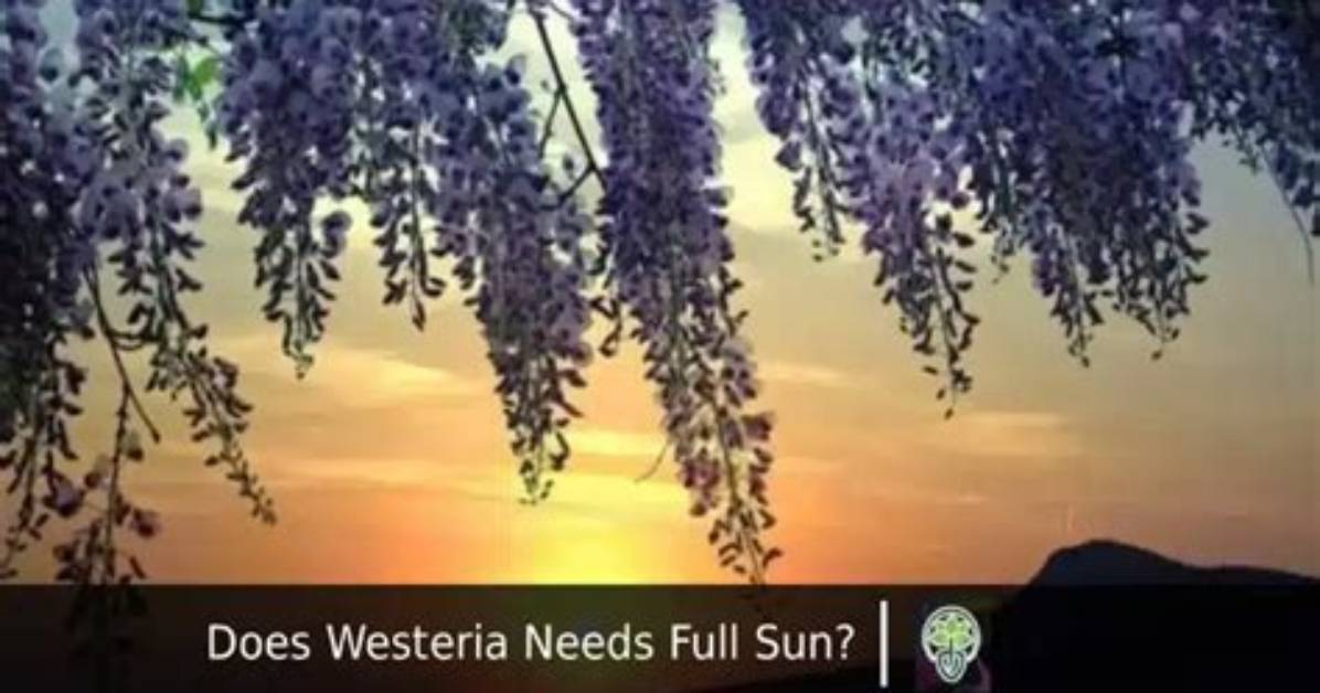 Does Wisteria Need Full Sun?