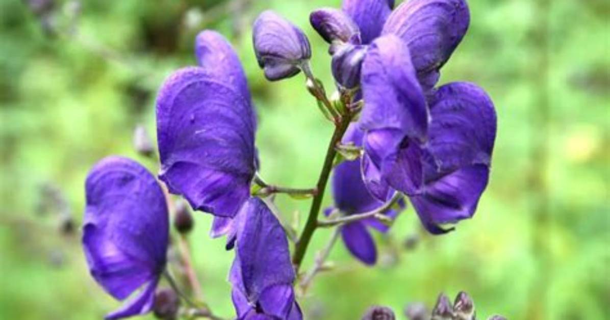 Does Wolfsbane Have a Smell?