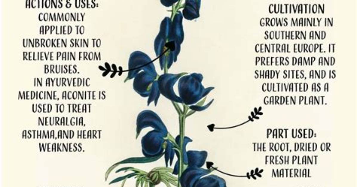 Does Wolfsbane Kill Werewolves?