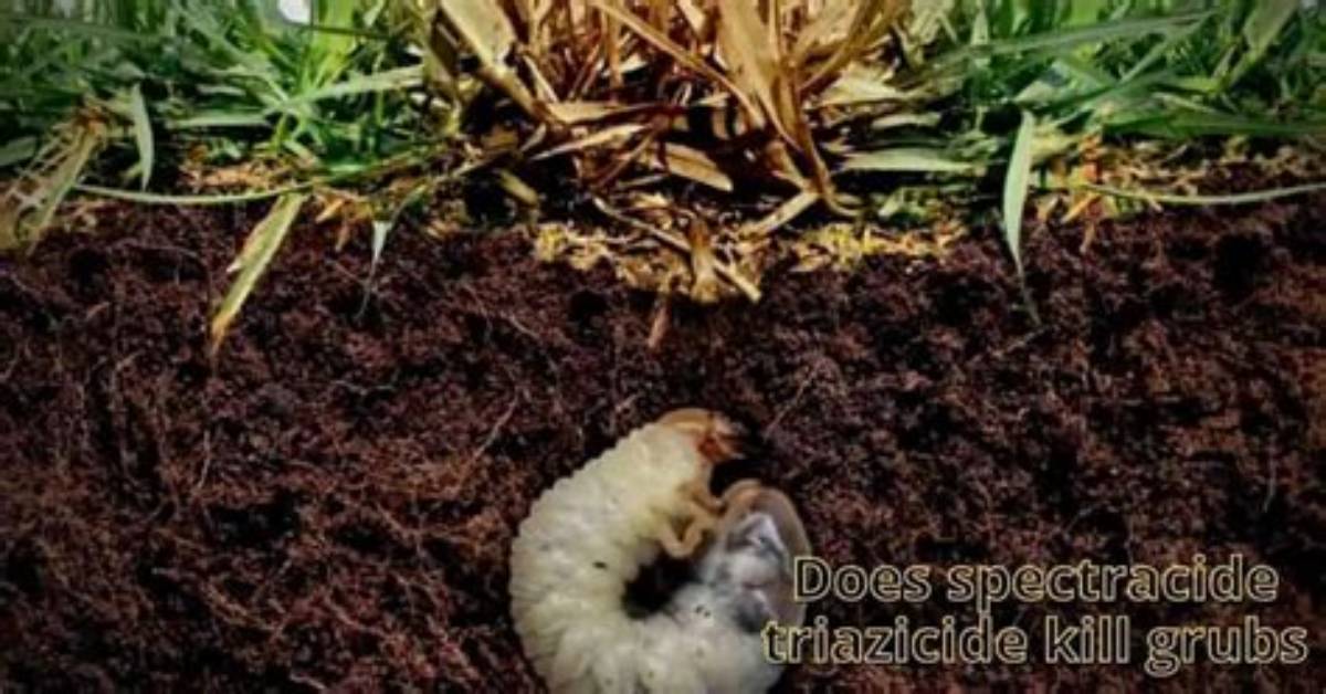 Does Wollastonite Kill Grubs?