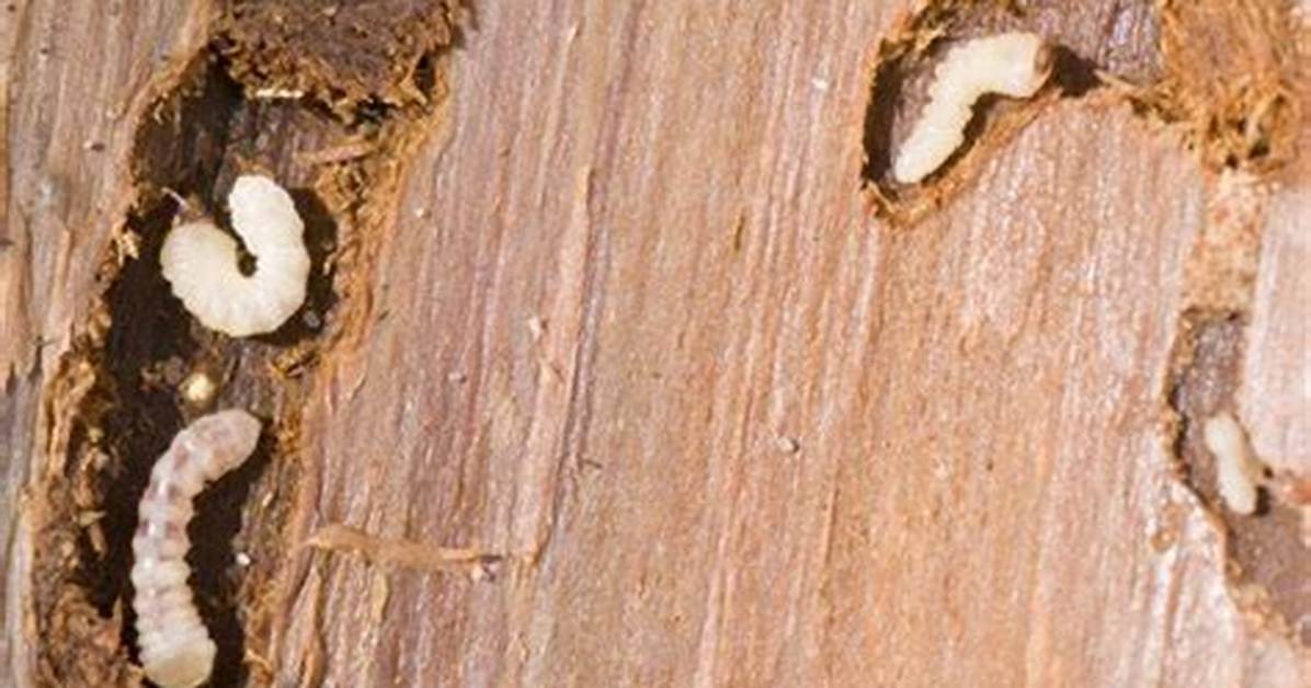 Does Woodworm Die Outside