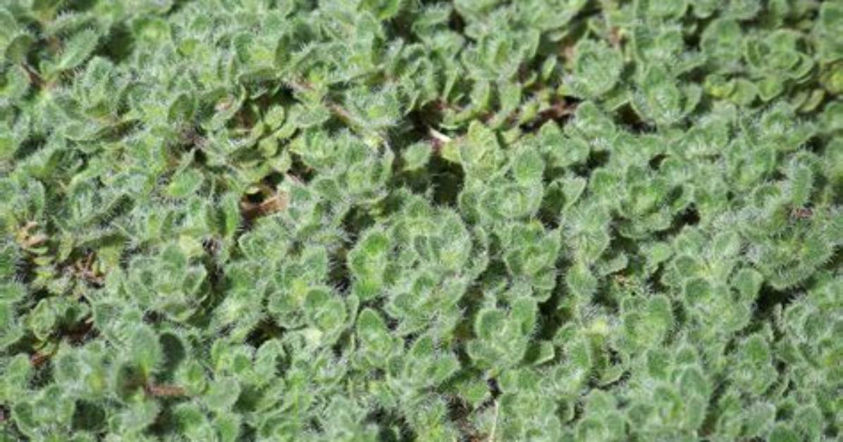 Does Wooly Thyme Spread