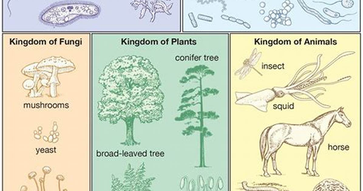 Does Words Have Classifications?