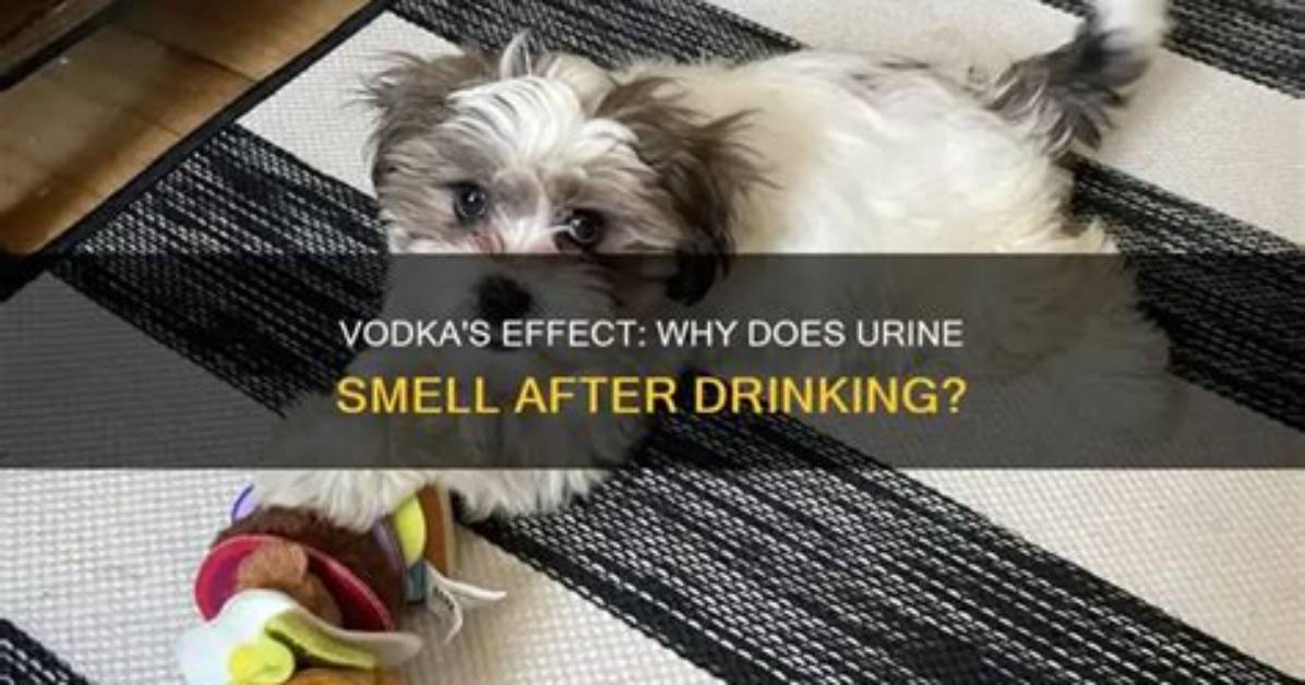 Does Your Breath Smell After Drinking Vodka?
