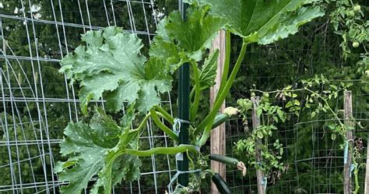 Does Zucchini Need to Be Trellised?