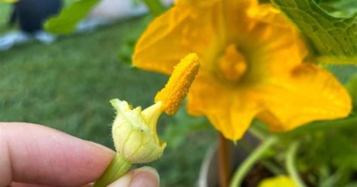 Does Zucchini Self Pollinate?