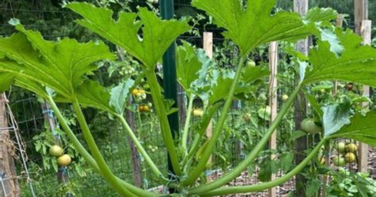 Does Zucchini Squash Grow on a Vine