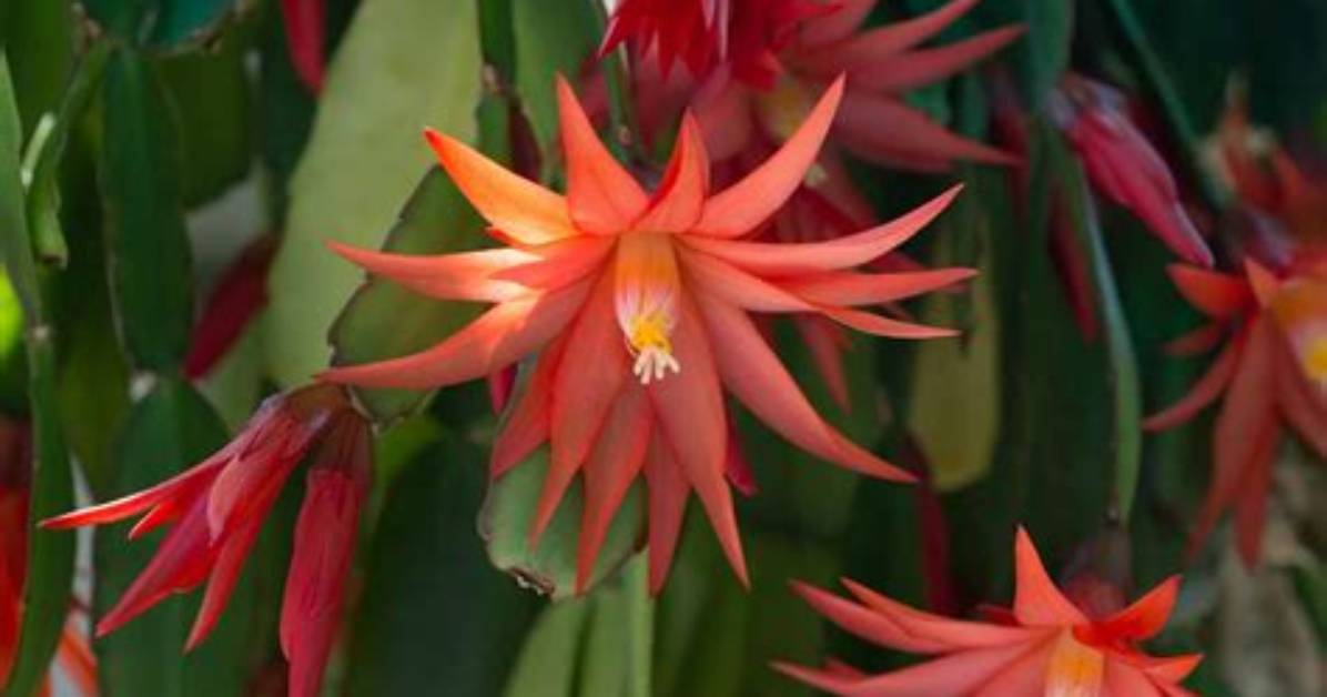 Does Zygocactus Like Full Sun?