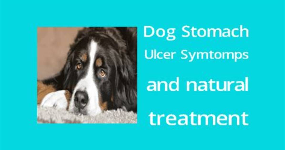 Dog Stomach Ulcer How Long to Heal