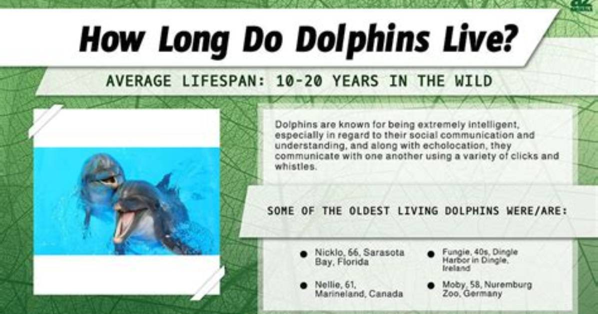 Dolphin Lifespan