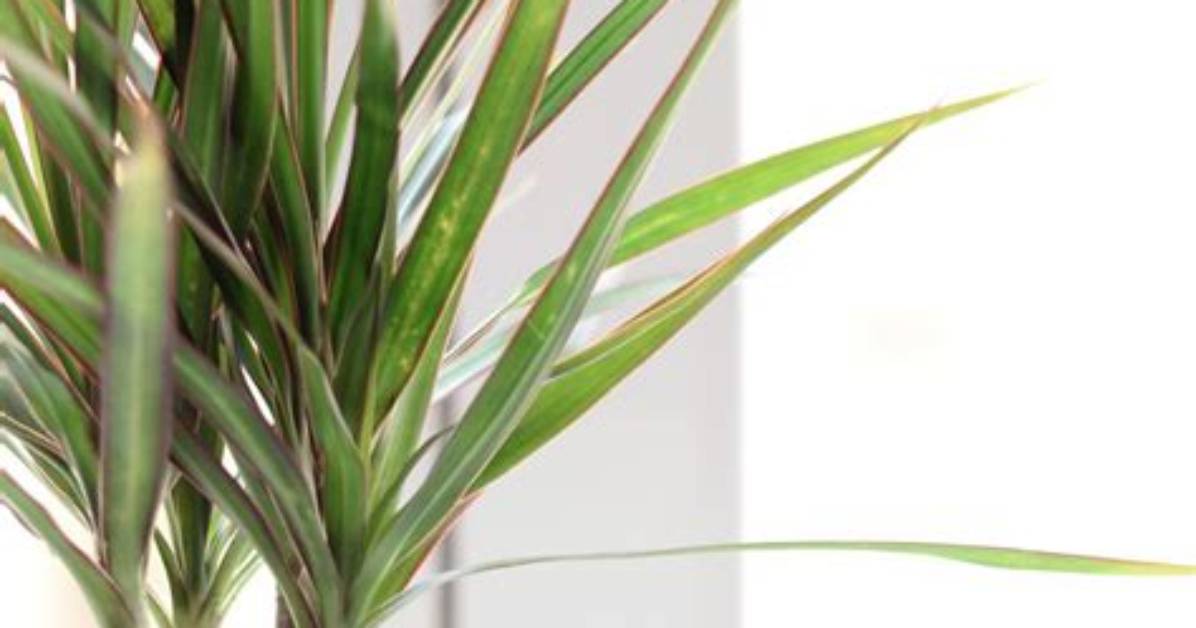 Dragon Plant Care - How to Discuss