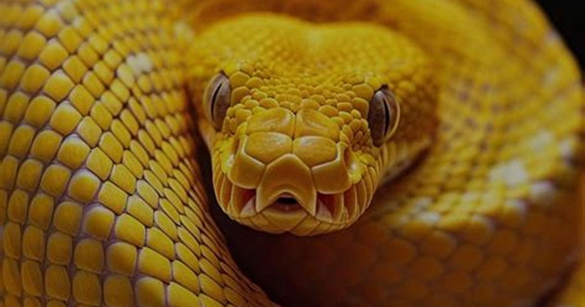 Dreaming of a Yellow Snake - Meaning, Interpretation and Symbolism