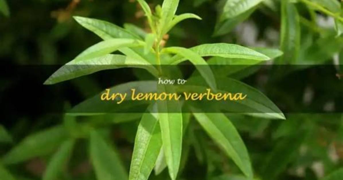 Dry Lemon Verbena