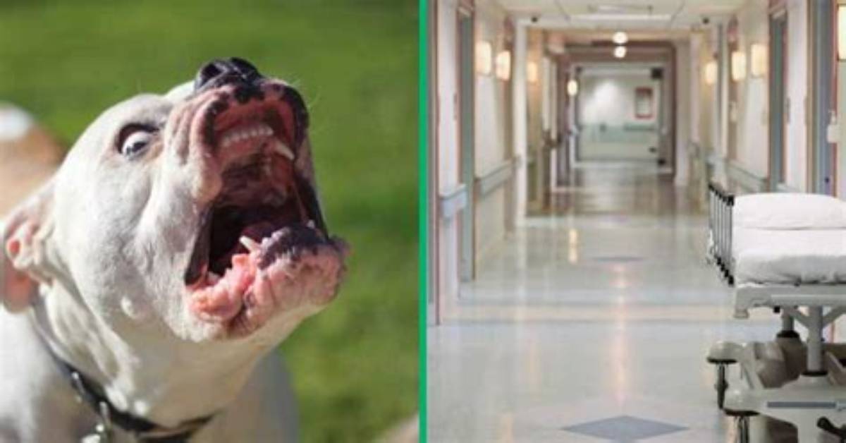 Durban School Employee Takes Multiple Pit Bull Bites to Save Child from Attack