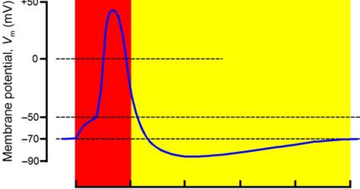 During Absolute Refractory Period?