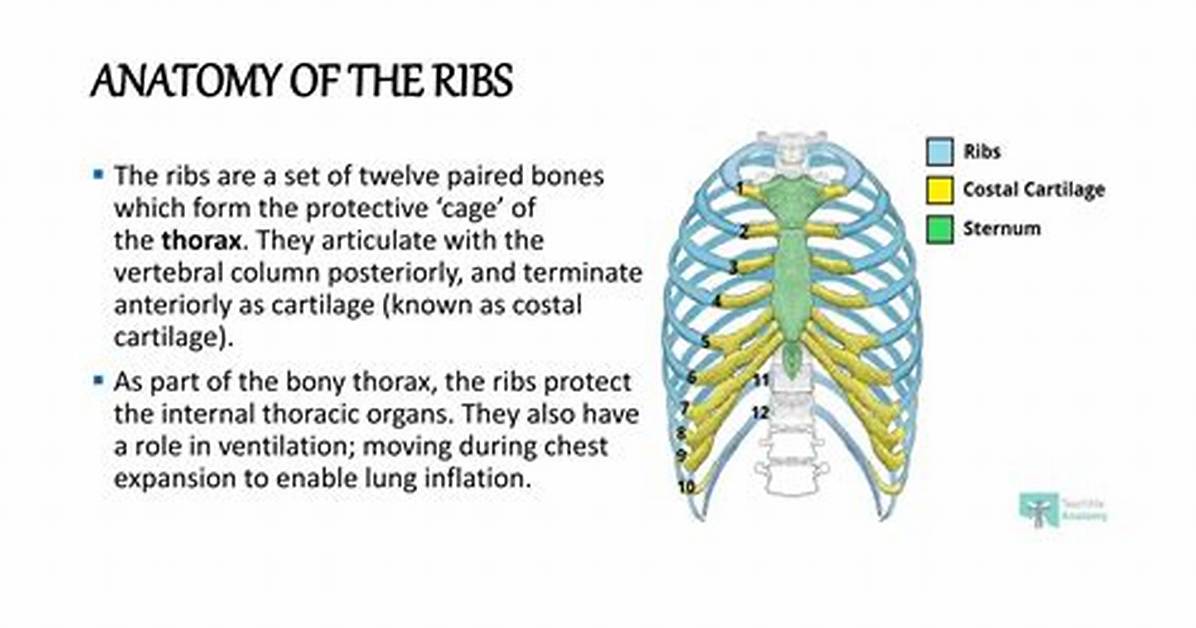 During Acceleration the Ribs?