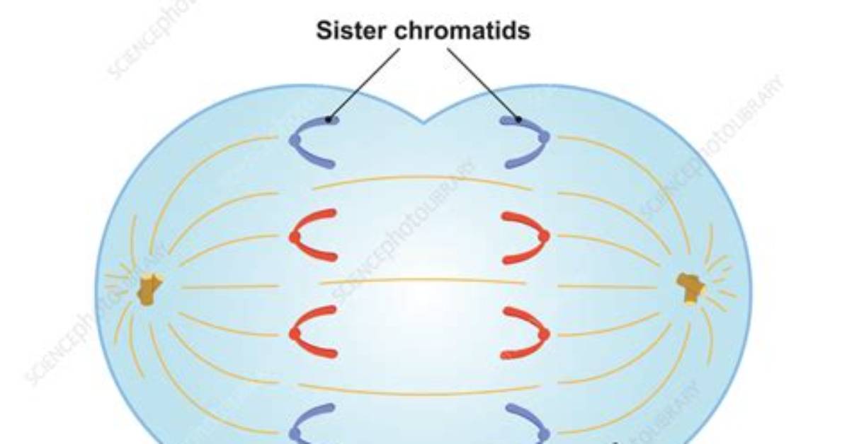 During Anaphase I What Is Being Pulled Apart?