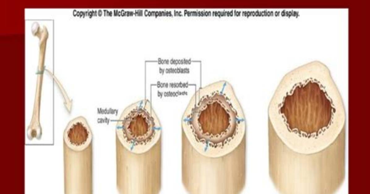 During Appositional Growth Osteoclast Destroy Bone at the?