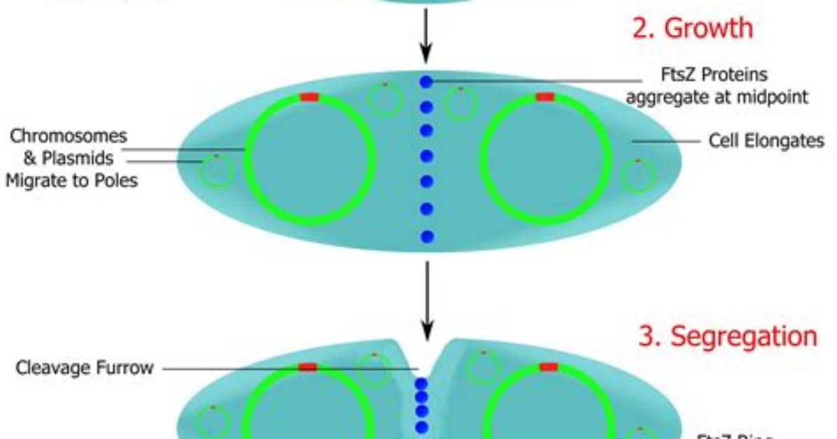 During Binary Fission Dna Replication Begins at the?