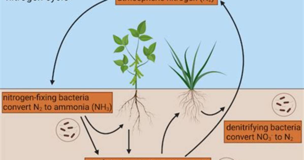 During Biological Nitrogen Fixation Nitrifying Bacteria Convert?