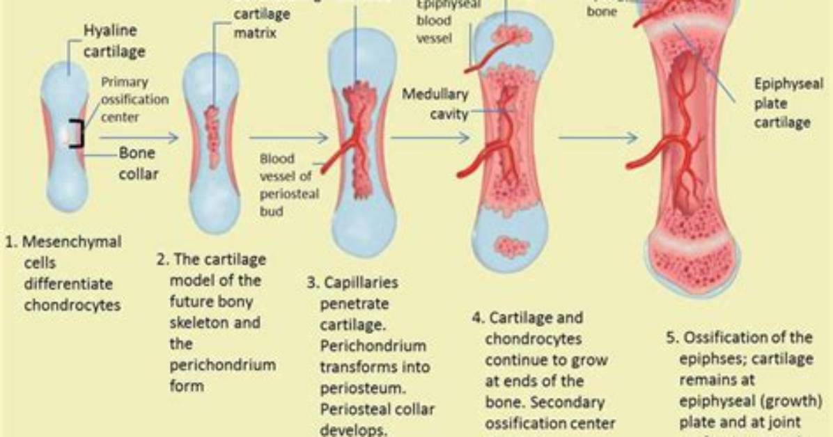 During Bone Development Immature Bone Cells?