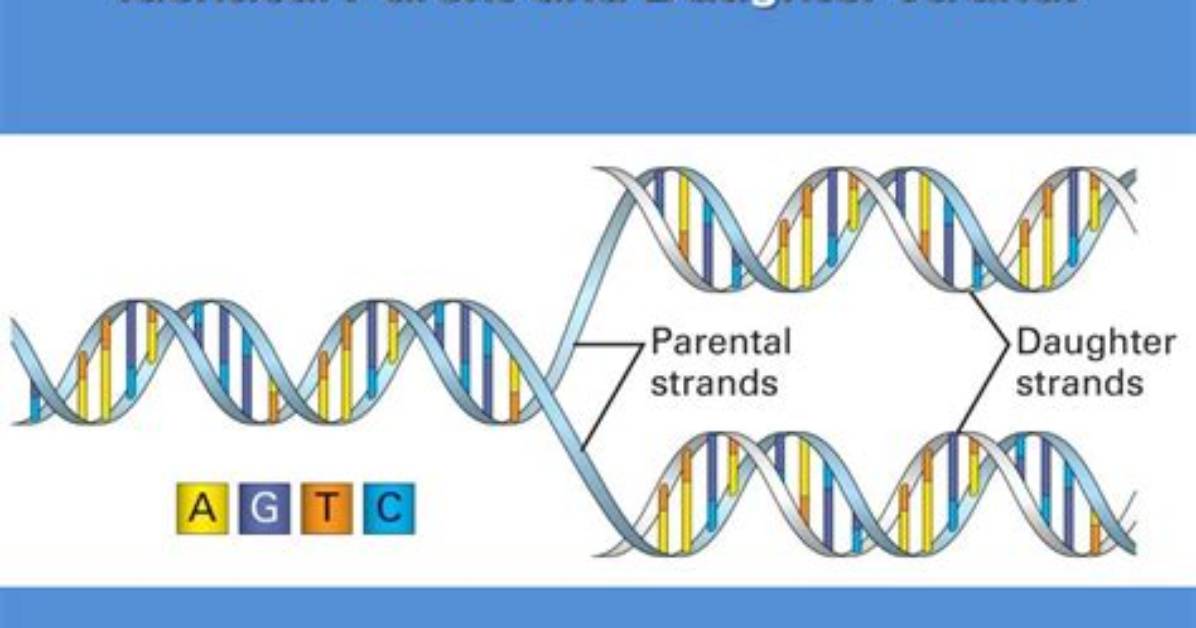 During Dna Replication the Parent Strands?