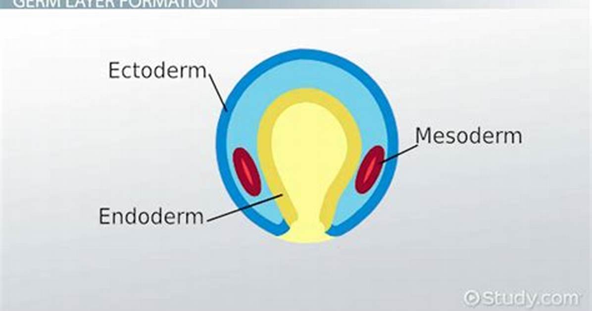 During Embryonic Development Mesoderm Is Present as Scattered?