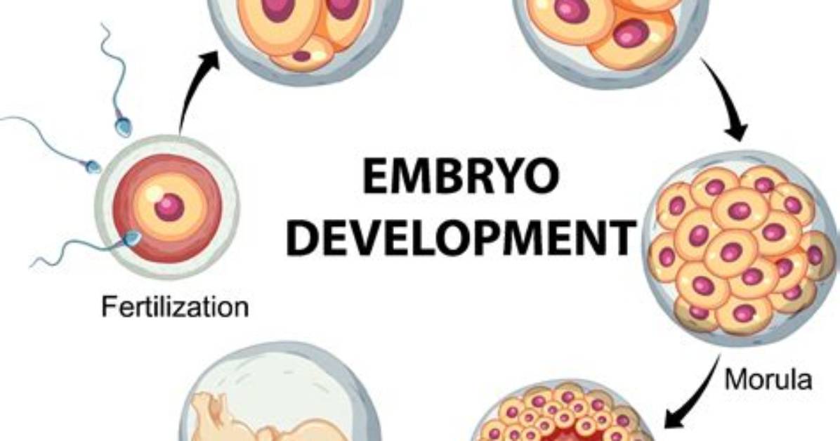During Embryonic Development Which Tissue Evolved First?