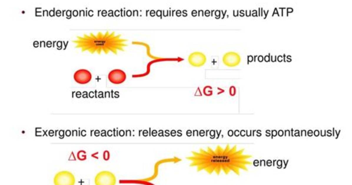 During Endergonic Reactions Reactants with?