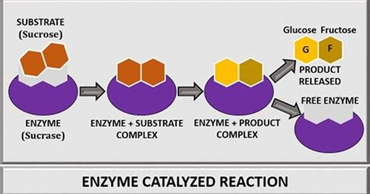 During Enzyme-Catalyzed Reactions the Reactant Is Called the?