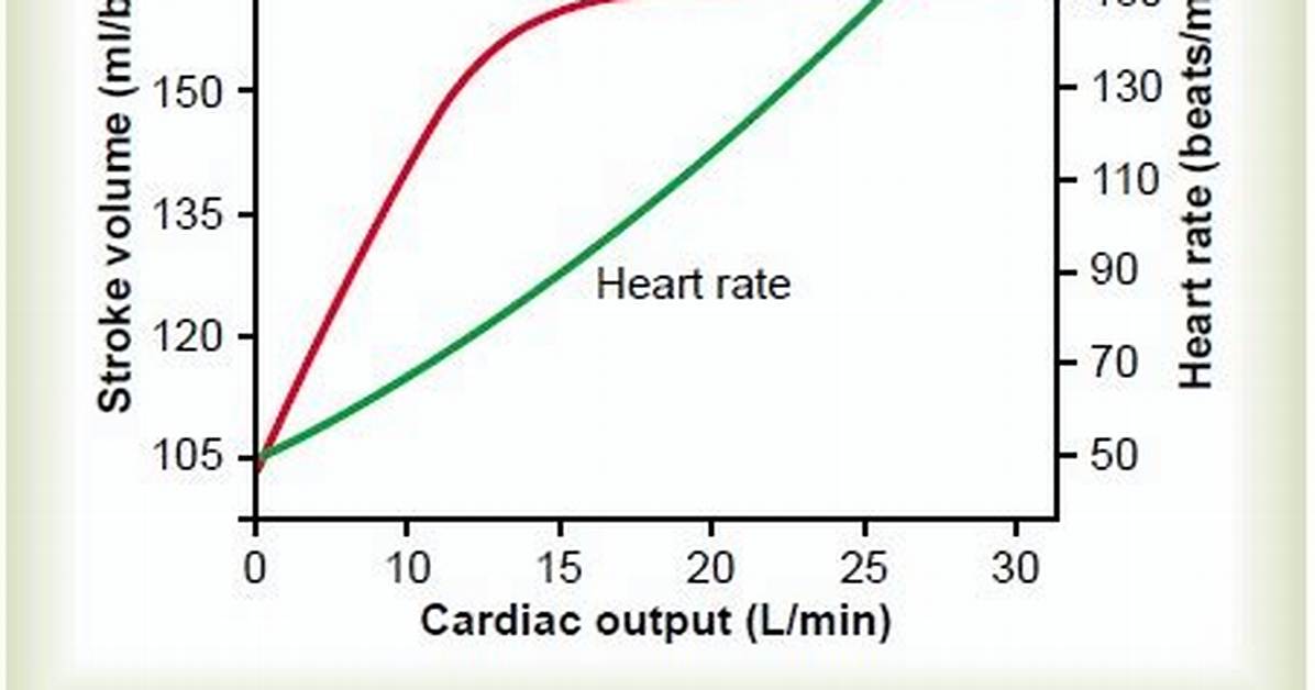 During Exercise Cardiac Output?