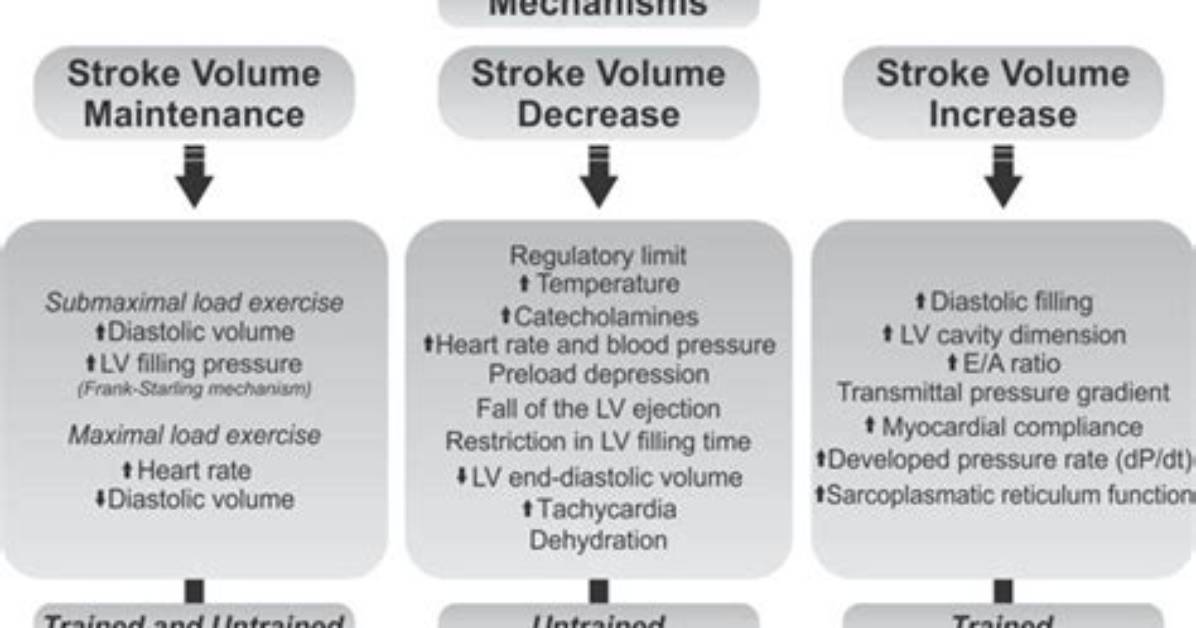 During Exercise Stroke Volume Increases?