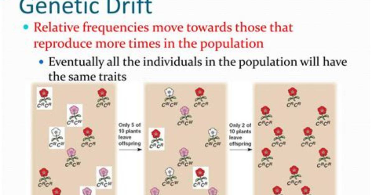 During Genetic Drift Where Do the Genes Drift to?