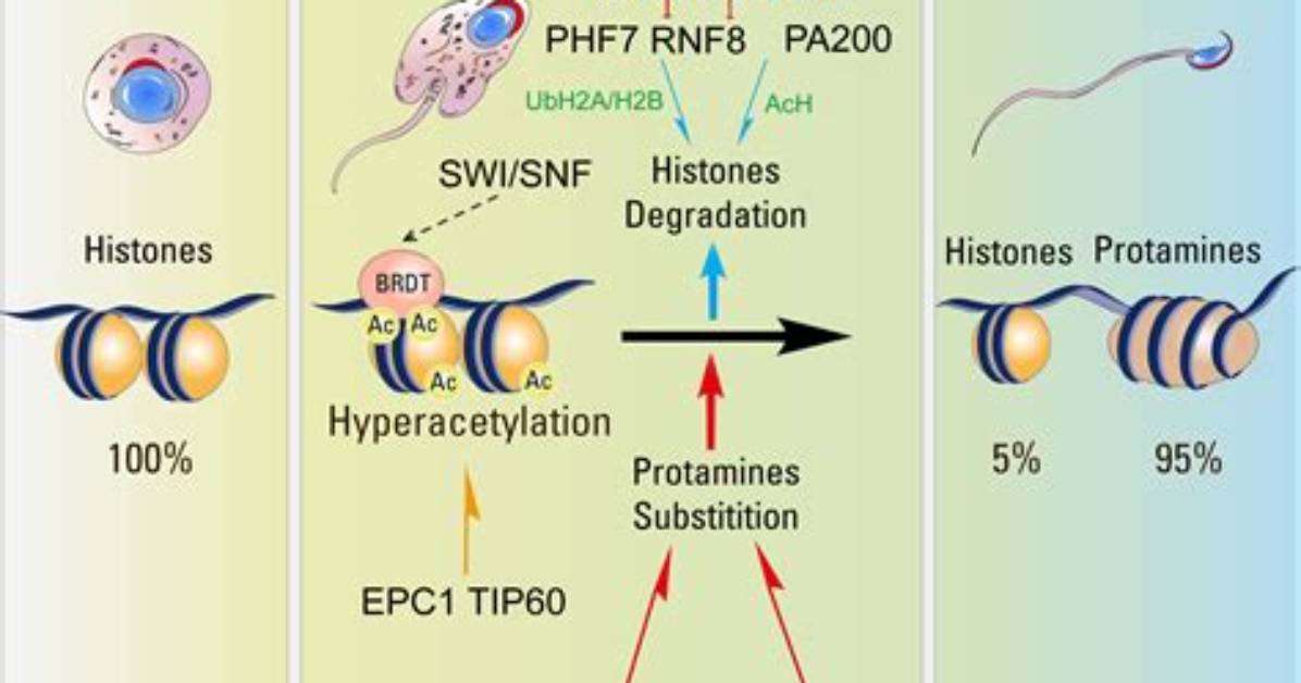 During Histone to Protamine Replacement?