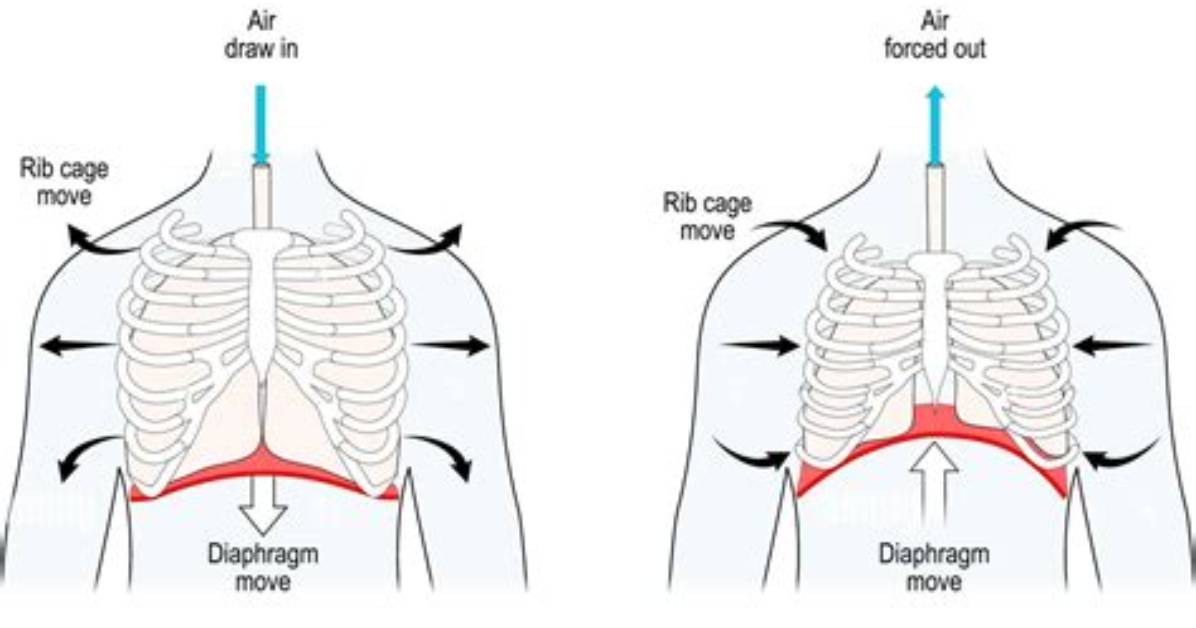 During Inhalation the Ribs Move?