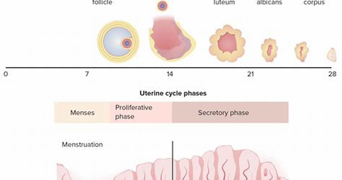 During Luteal Phase Endometrium?
