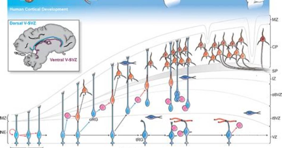 During Mouse Brain Development?