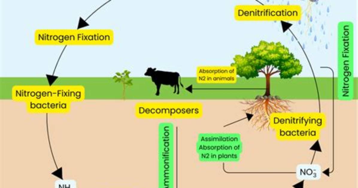 During Nitrogen Cycle Nitrification Is Performed by?
