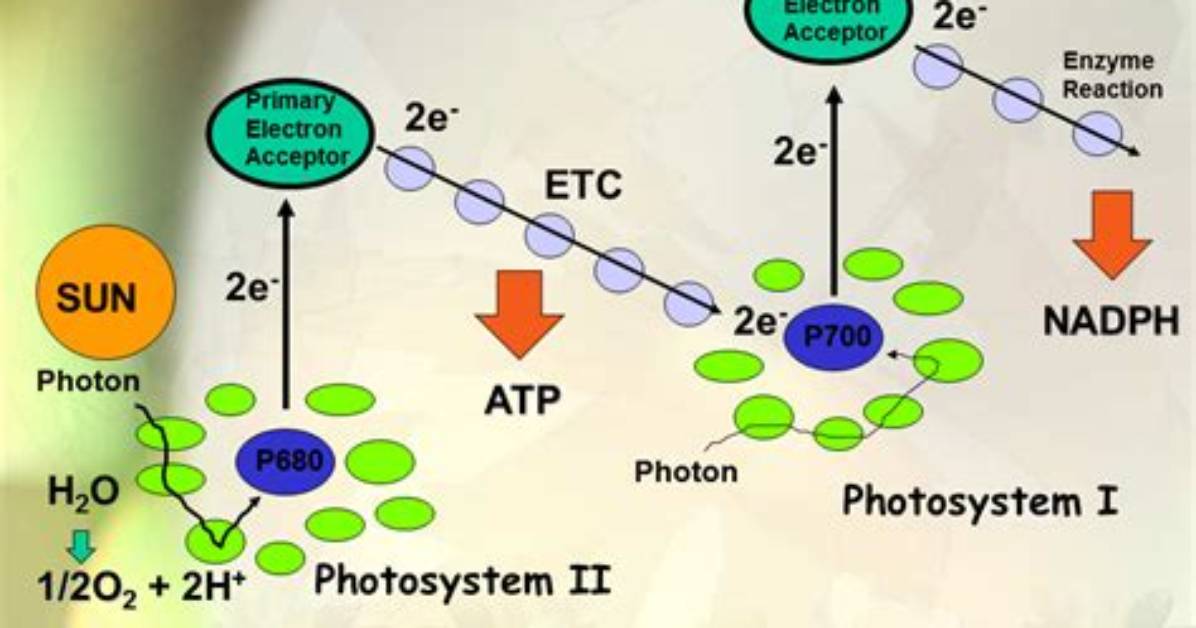 During Non Cyclic Electron Transport?