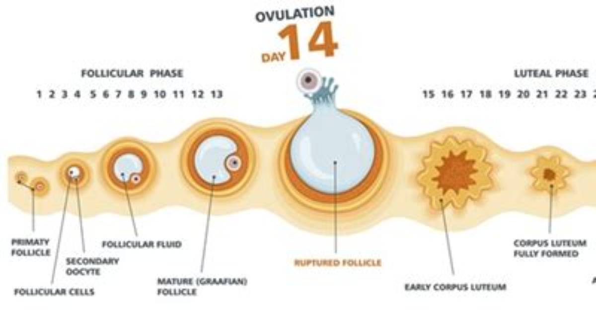 During Ovulation the Blank Ruptures?