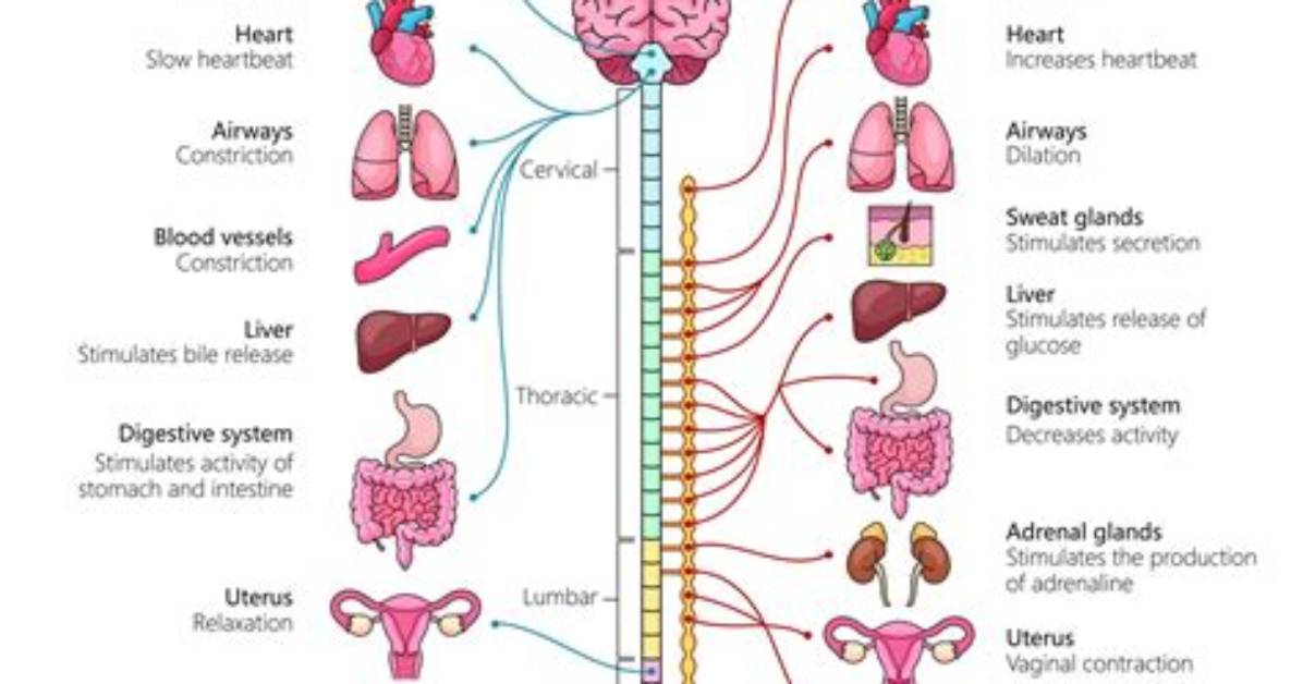 During Parasympathetic Nervous System?