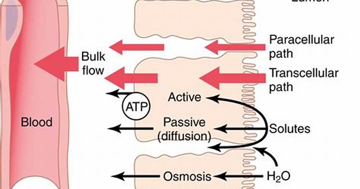 During Reabsorption Fluids and Solutes Move from?