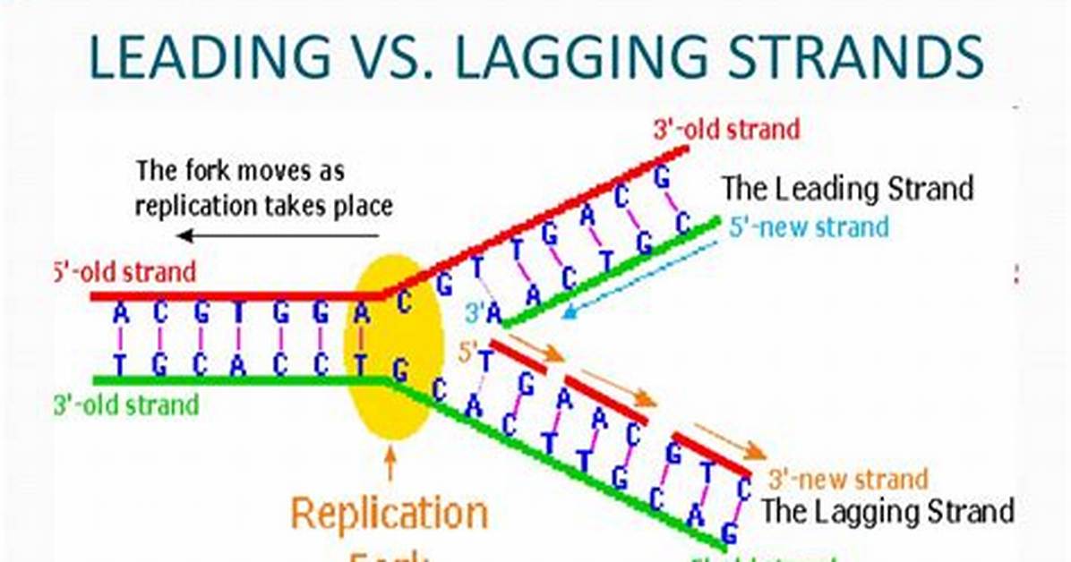 During Replication the Leading and Lagging Strands Are Identical?