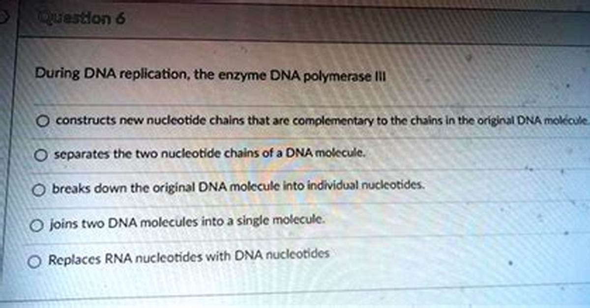 During Replication the Two Nucleotide Chains?