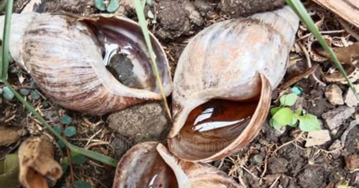 During Summer Snails Undergo?