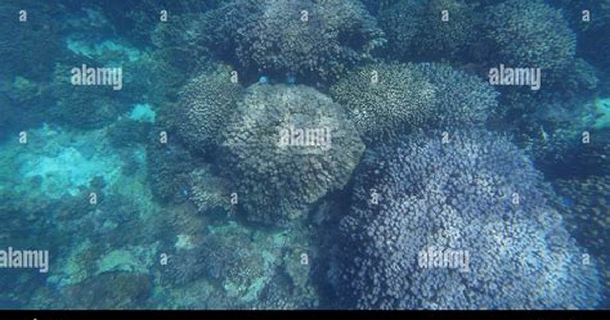 During the Day Corals?