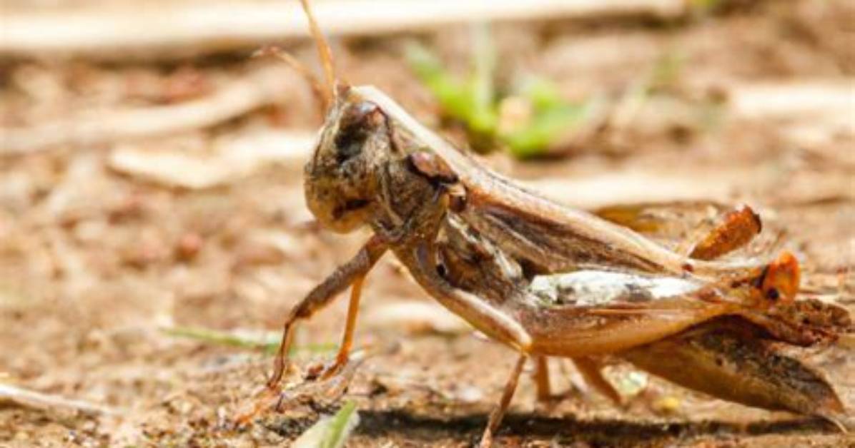 During the Day Crickets?