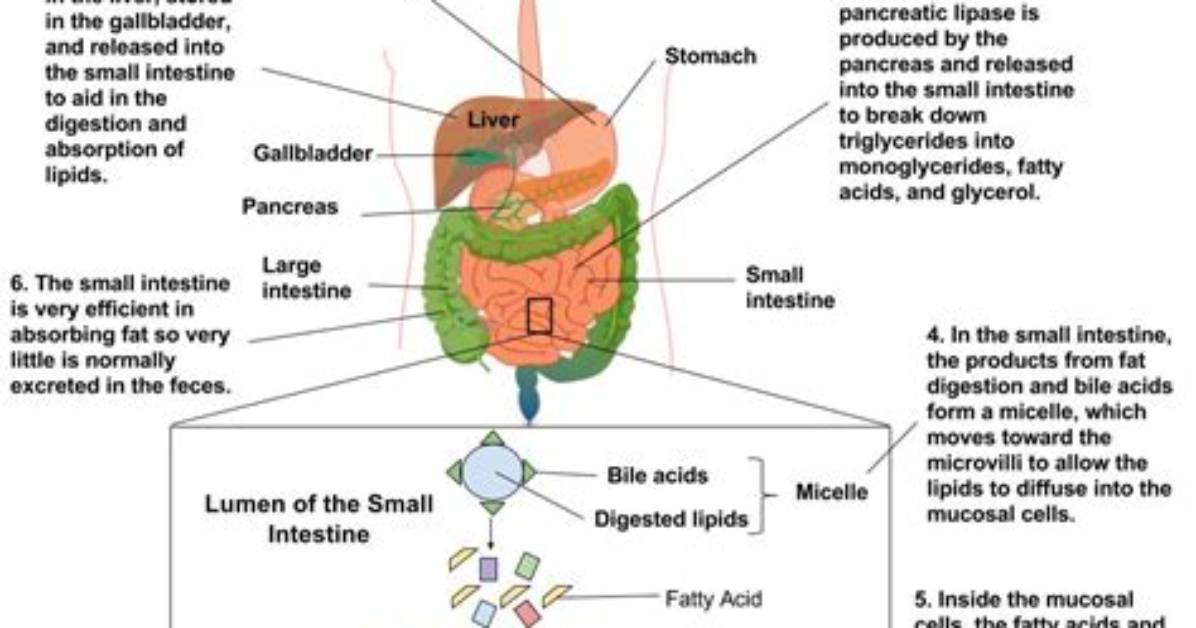 During the Digestive Process Most Lipids Are Absorbed?