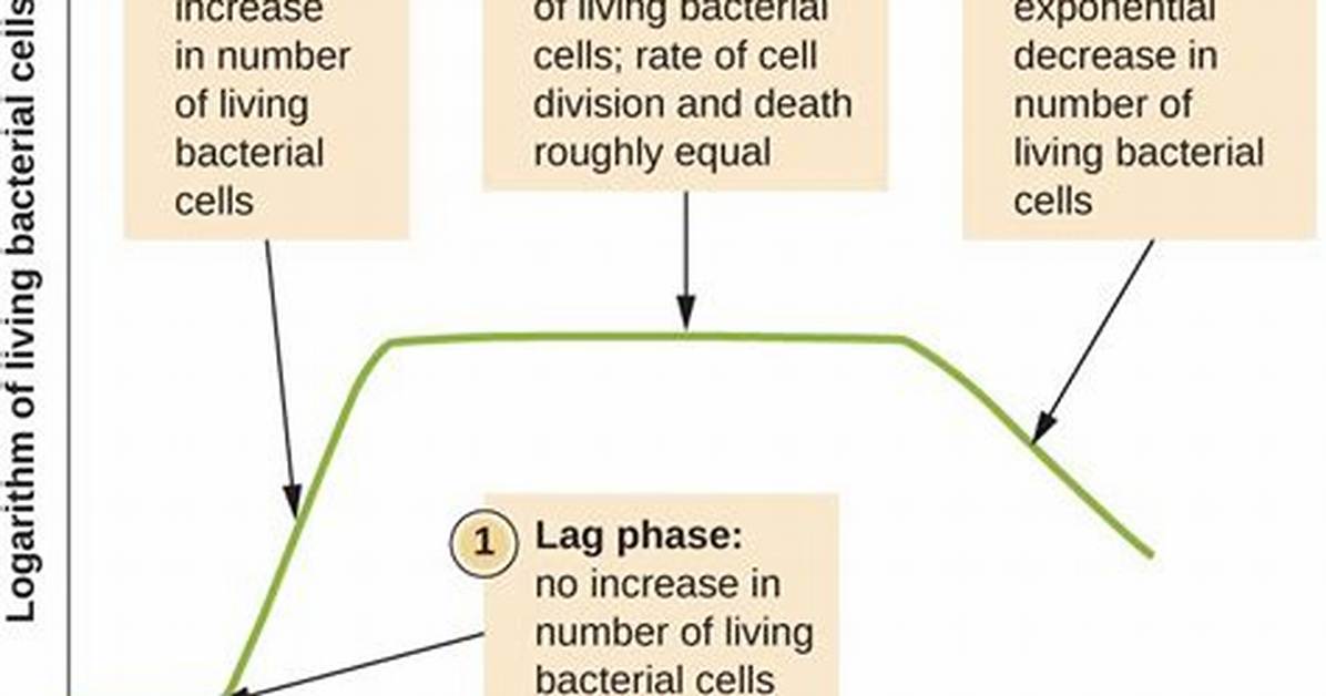 During the Lag Phase Bacteria Will?