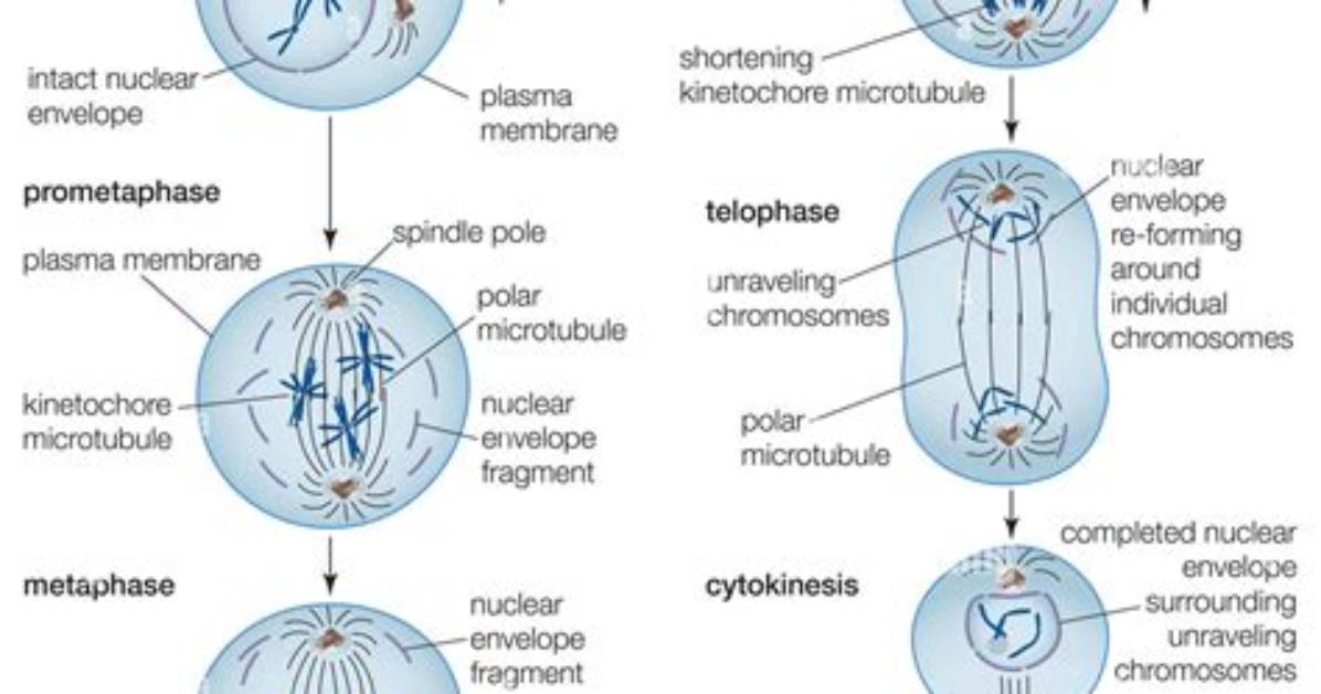 During the Mitotic Phase the Nucleus Divides?